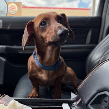 Rusty -  Dachshund Dog for Adoption in Baton Rouge, Louisiana - Rusty | PetCurious