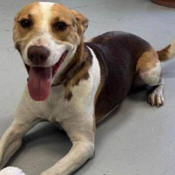 Clover Grace -  Mixed Breed Dog for Adoption in Walker, Michigan - Clover Grace | PetCurious