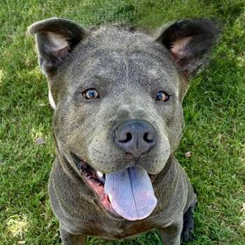 Rescue Pit Bull Terrier and Chow Chow Dogs for Adoption in Oklahoma City, Oklahoma - Steel | PetCurious