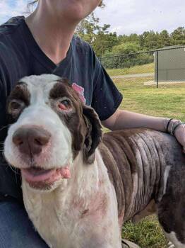 Rescue Shepherd and English Springer Spaniel Dogs for Adoption in Holly Springs, North Carolina - Buddy B | PetCurious
