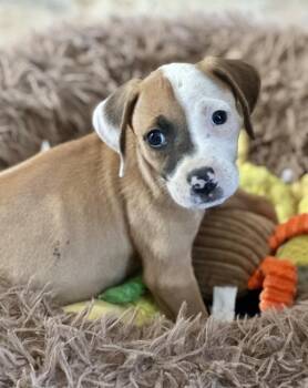 Hound Dogs Available for Adoption in Greenlawn, New York - Penelope | PetCurious