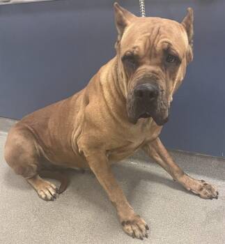 Cane Corso and Mixed Breed Dogs Available for Adoption - GRACE | PetCurious