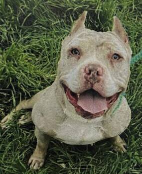 Pit Bull Terrier Dogs Available for Adoption - Lake | PetCurious