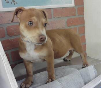 Dachshund and Mixed Breed Dogs Available for Adoption in Houston, Texas - JELLYBEAN | PetCurious