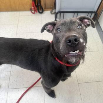 Mixed Breed Dogs Available for Adoption - Edwin | PetCurious