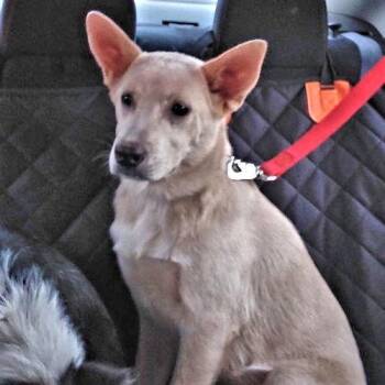 Elsa -  Carolina Dog Dog for Adoption in Rutherfordton, North Carolina - Elsa | PetCurious