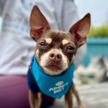 Lenny -  Chihuahua Dog for Adoption in Pacific Grove, California - Lenny | PetCurious