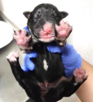 A658178 -  German Shepherd Dog and Mixed Breed Dog for Adoption in Houston, Texas - A658178 | PetCurious