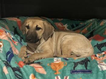 Rescue Hound Dogs for Adoption in Brenham, Texas - Mya | PetCurious