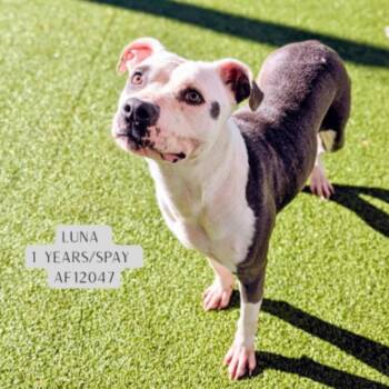 Pit Bull Terrier Dogs Available for Adoption - Luna | PetCurious