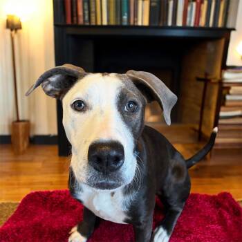 Rescue Labrador Retriever Dogs for Adoption in Lucas, Texas - SYLPHIETTE GS | PetCurious