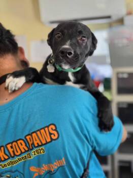 Mark - Misha -  American Bulldog Dog for Adoption in Lakeland, Florida - Mark - Misha | PetCurious