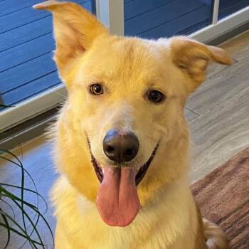 Memphis -  Retriever and Mixed Breed Dog for Adoption in Olathe, Kansas - Memphis | PetCurious
