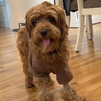 Cavalier King Charles Spaniel and Poodle Dogs Available for Adoption in Franklin, Tennessee - Luigi  | PetCurious