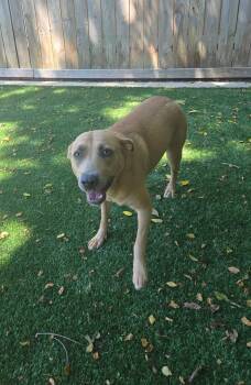Millie -  Mixed Breed Dog Available for Adoption in Radcliff, Kentucky - Millie | PetCurious
