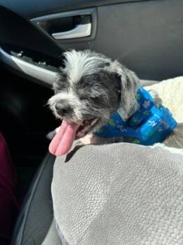 Shih Tzu and Mixed Breed Dogs Available for Adoption in Cincinnati, Ohio - Joby | PetCurious
