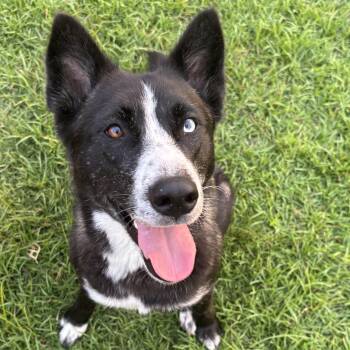 Chopped Salad -  Husky Dog for Adoption in Columbia, South Carolina - Chopped Salad | PetCurious