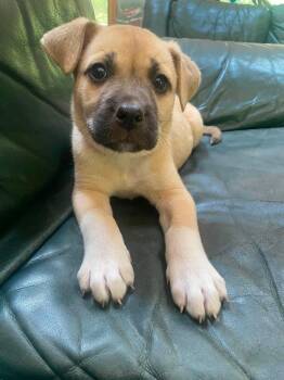 Paprika -  Husky Dog for Adoption in Vancouver, Washington - Paprika | PetCurious