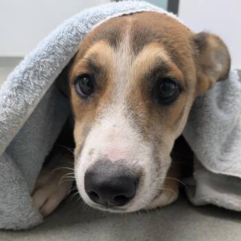 Ares -  Shepherd Dog for Adoption in Abilene, Texas - Ares | PetCurious