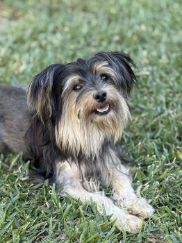 Smalls -  Yorkshire Terrier Dog for Adoption in Austin, Texas - Smalls | PetCurious