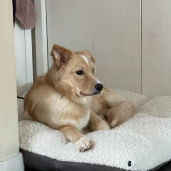 Husky Dogs Available for Adoption - Rigby | PetCurious