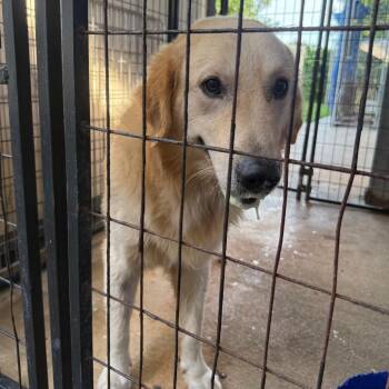 Golden Retriever Dogs Available for Adoption in Lake Jackson, Texas - Gump | PetCurious