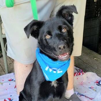 Rex -  Flat Coated Retriever Dog for Adoption in Woolwich, Maine - Rex | PetCurious