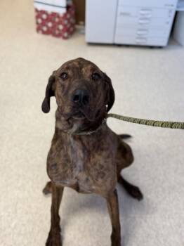 Plott Hound and Mixed Breed Dogs Available for Adoption - Fitz | PetCurious