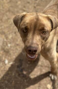 Mixed Breed Dogs Available for Adoption - Lieutenant | PetCurious