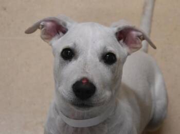 Labrador Retriever Dogs Available for Adoption in Portland, Oregon - Chili | PetCurious