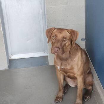 Ginger -  Labrador Retriever Dog for Adoption in Kingman, Arizona - Ginger | PetCurious