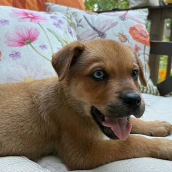 Smoky -  Boxer and Husky Dog for Adoption in Colonial Heights, Virginia - Smoky | PetCurious