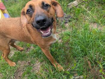 Shepherd and Pit Bull Terrier Dogs Available for Adoption in Fosters, Alabama - FRANK | PetCurious