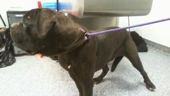A1269909 -  Cane Corso and Mixed Breed Dog for Adoption in Charlotte, North Carolina - A1269909 | PetCurious