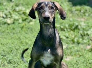 Saluki and Vizsla Dogs Available for Adoption in Santa Cruz, California - KAI* | PetCurious