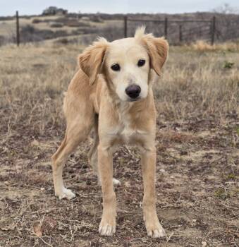 Rescue Beagle and Golden Retriever Dogs for Adoption in Sedalia, Colorado - August | PetCurious