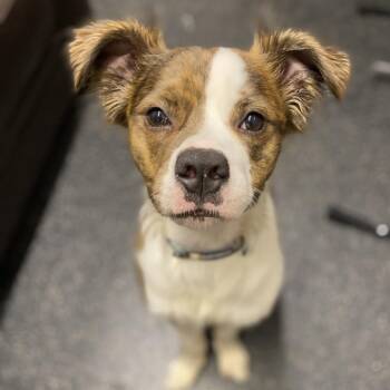 Maui -  Mixed Breed Dog for Adoption in West Olive, Michigan - Maui | PetCurious