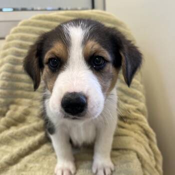 Kraken -  Australian Shepherd and Great Pyrenees Dog for Adoption in Kanab, Utah - Kraken | PetCurious