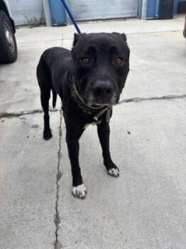 Max -  Pit Bull Terrier and Mixed Breed Dog for Adoption in New Orleans, Louisiana - Max | PetCurious