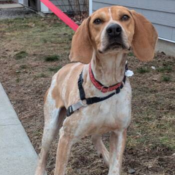 Coonhound Dogs Available for Adoption - Nitro | PetCurious