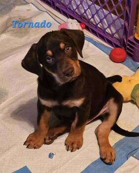 Tornado -  Labrador Retriever and Shepherd Dog for Adoption in West Peoria, Illinois - Tornado | PetCurious
