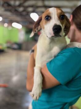 Simba -  Terrier Dog for Adoption in Elmsford, New York - Simba | PetCurious