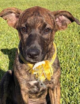 Mixed Breed Dogs Available for Adoption in Brookshire, Texas - Rookie 28 | PetCurious