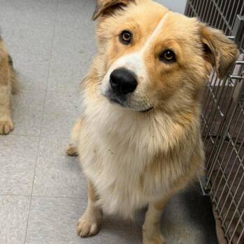 Smokey 26-07-035 -  Border Collie and Australian Shepherd Dog for Adoption in Bastrop, Texas - Smokey 26-07-035 | PetCurious