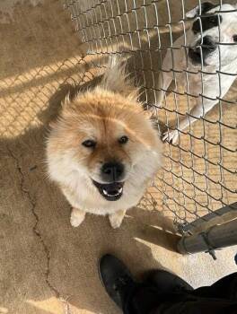 Chow Chow Dogs Available for Adoption in Severance, Colorado - Honey | PetCurious