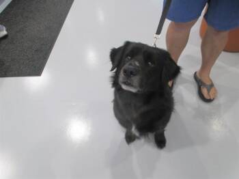 CONRAD -  Labrador Retriever and Mixed Breed Dog for Adoption in Ocala, Florida - CONRAD | PetCurious