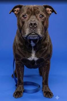GUCCI -  Mixed Breed Dog for Adoption in Jacksonville, Florida - GUCCI | PetCurious