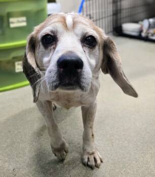 Rescue Beagle Dogs for Adoption in Lindenhurst, New York - 25-462 | PetCurious