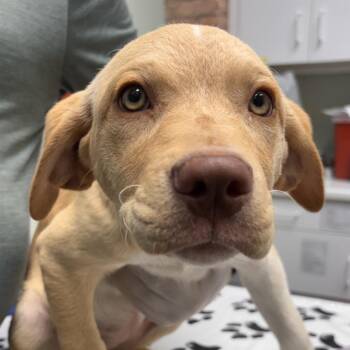 Yellow Labrador Retriever Dogs Available for Adoption in Skokie, Illinois - Lena | PetCurious