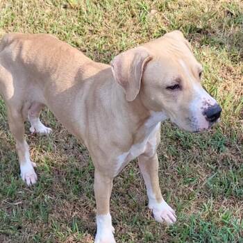 Blondie -  Yellow Labrador Retriever Dog for Adoption in Rockdale, Texas - Blondie | PetCurious